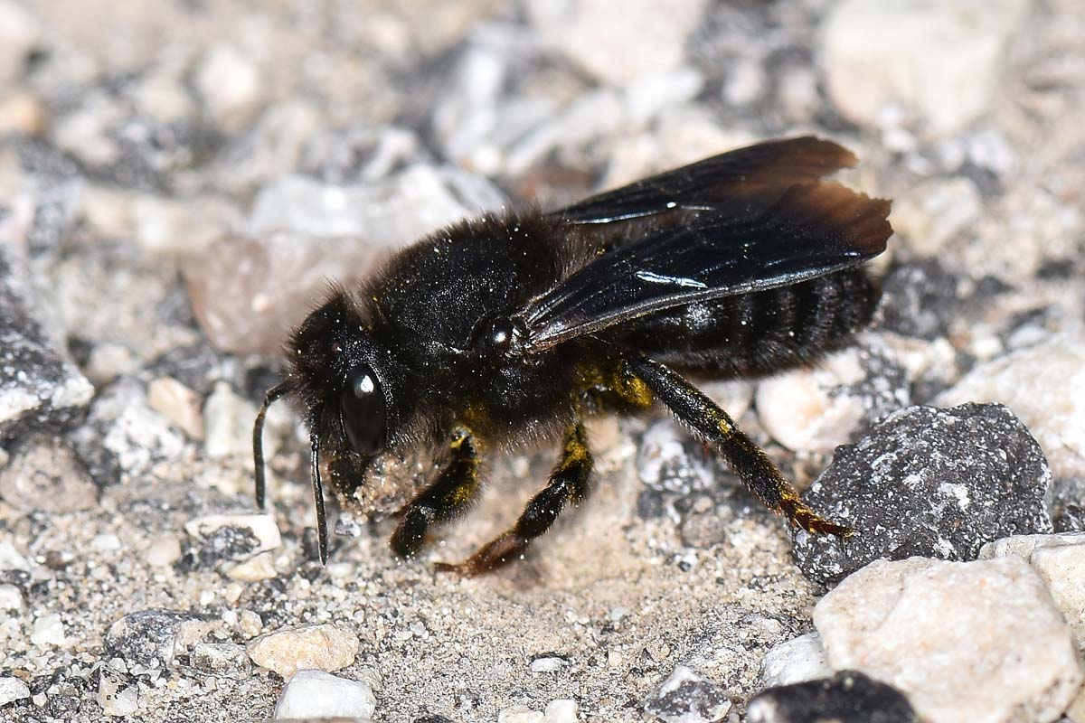 Apidae Megachilinae: Chalicodoma parietina?  S !